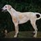 Hound silent companion